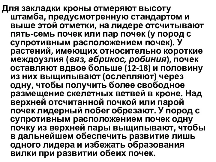 Для закладки кроны отмеряют высоту штамба, предусмотренную стандартом и выше этой отметки,