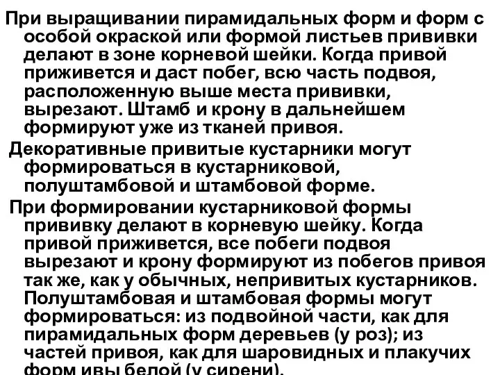 При выращивании пирамидальных форм и форм с особой окраской или формой листьев