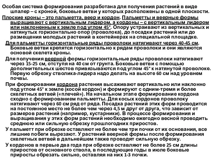 Особая система формирования разработана для получения растений в виде шпалер – с