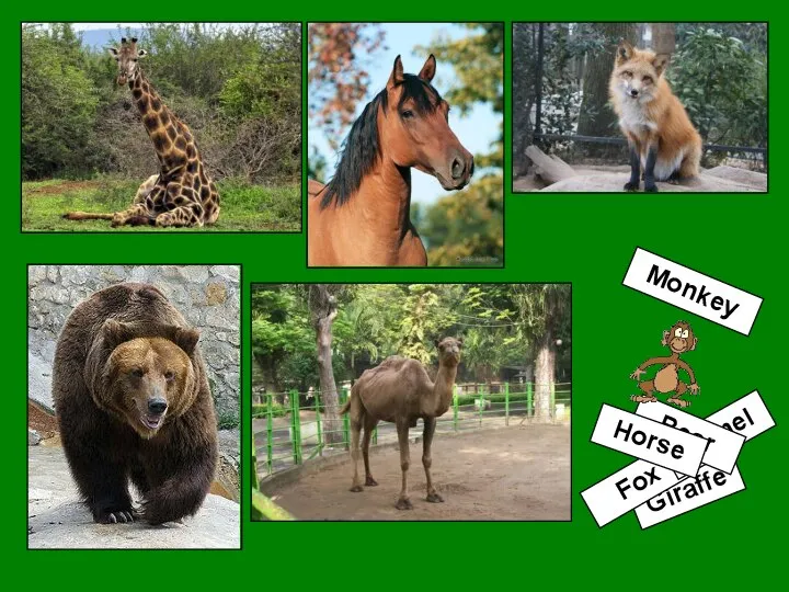 Giraffe Fox Camel Bear Horse Monkey