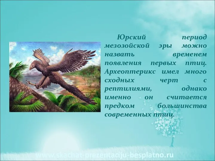 Юрский период мезозойской эры можно назвать временем появления первых птиц. Археоптерикс имел