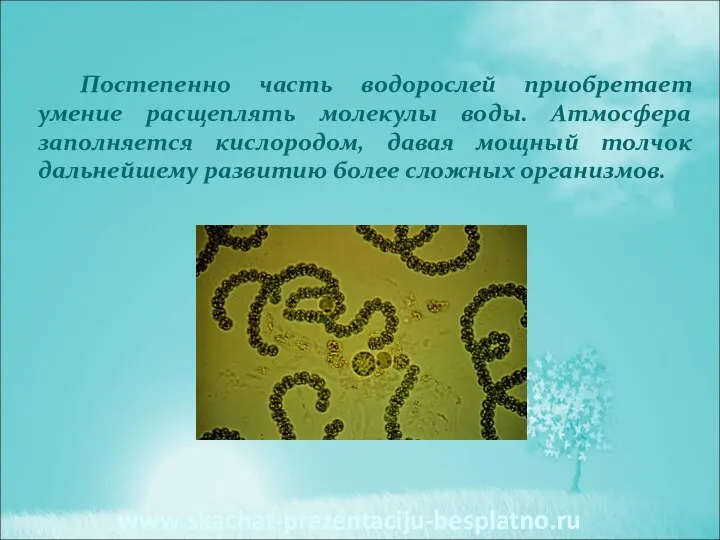 Постепенно часть водорослей приобретает умение расщеплять молекулы воды. Атмосфера заполняется кислородом, давая