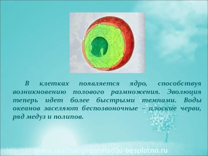 В клетках появляется ядро, способствуя возникновению полового размножения. Эволюция теперь идет более