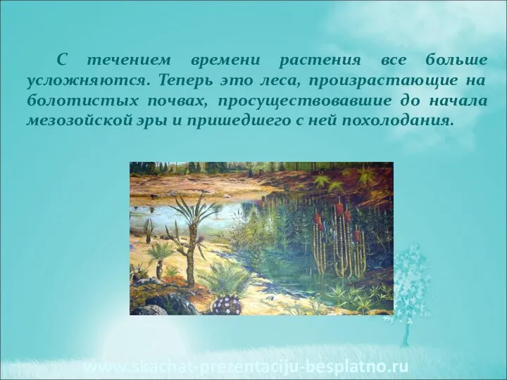 С течением времени растения все больше усложняются. Теперь это леса, произрастающие на