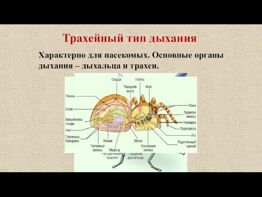 Трахейный тип дыхания Характерно для насекомых. Основные органы дыхания – дыхальца и трахеи.