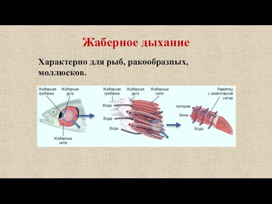 Жаберное дыхание Характерно для рыб, ракообразных, моллюсков.