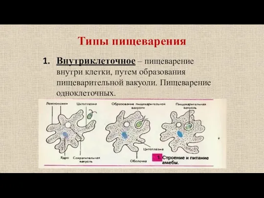 Типы пищеварения Внутриклеточное – пищеварение внутри клетки, путем образования пищеварительной вакуоли. Пищеварение одноклеточных.