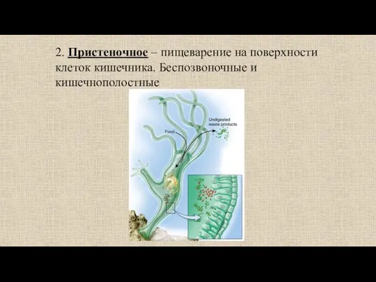 2. Пристеночное – пищеварение на поверхности клеток кишечника. Беспозвоночные и кишечнополостные