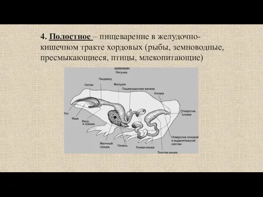 4. Полостное – пищеварение в желудочно-кишечном тракте хордовых (рыбы, земноводные, пресмыкающиеся, птицы, млекопитающие)