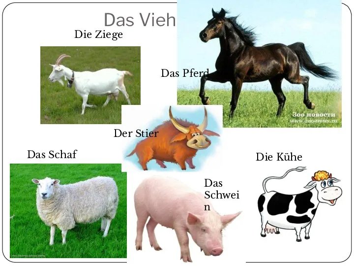 Das Vieh Die Kühe Der Stier Das Schaf Das Schwein Das Pferd Die Ziege