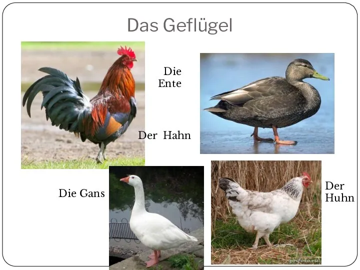 Das Geflügel Die Gans Der Huhn Der Hahn Die Ente