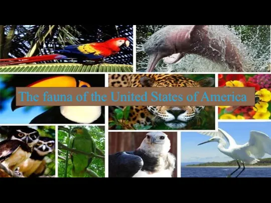 The fauna of the United States of America