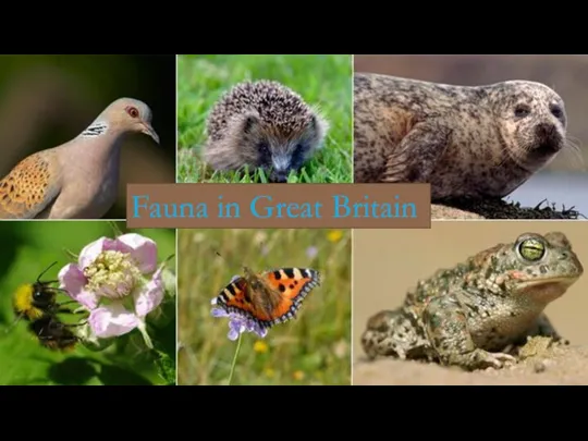 Fauna in Great Britain