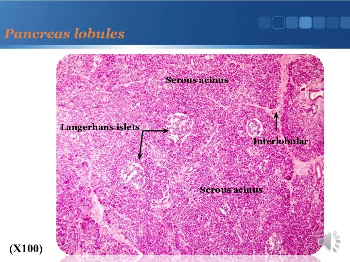 Pancreas lobules (X100) Serous acinus Langerhans islets Interlobular Serous acinus