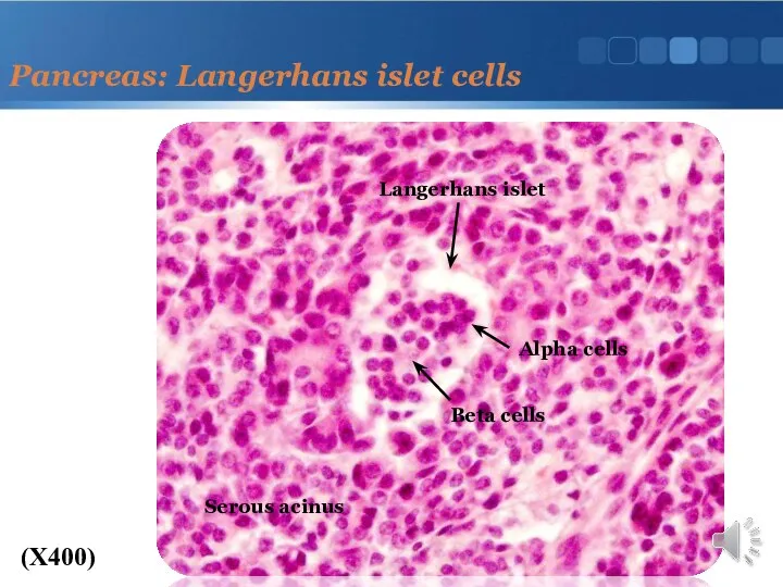 Pancreas: Langerhans islet cells (X400) Langerhans islet Alpha cells Beta cells Serous acinus