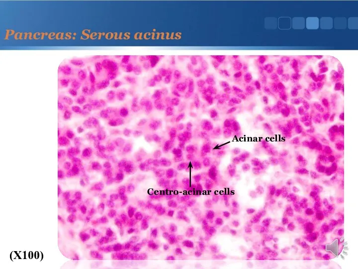 Pancreas: Serous acinus (X100) Centro-acinar cells Acinar cells