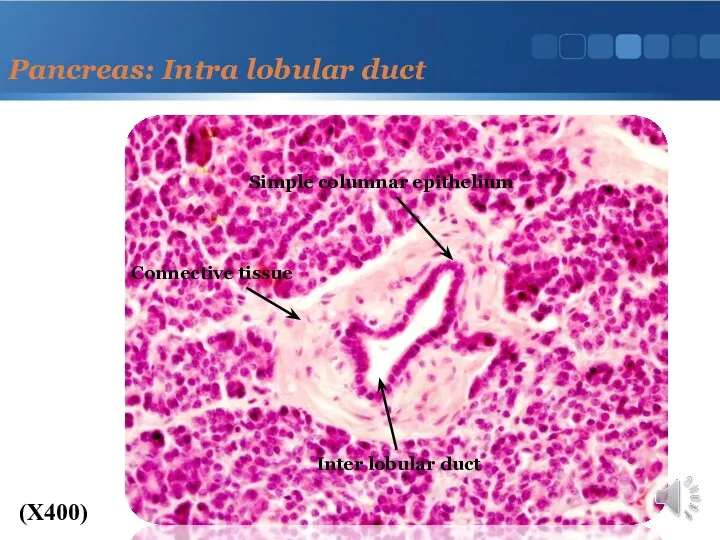 Pancreas: Intra lobular duct (X400) Inter lobular duct Simple columnar epithelium Connective tissue