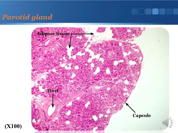 Parotid gland (X100) Capsule Adipose tissue Duct