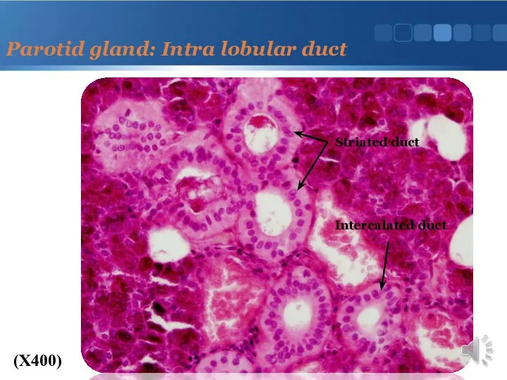 Parotid gland: Intra lobular duct (X400) Intercalated duct Striated duct