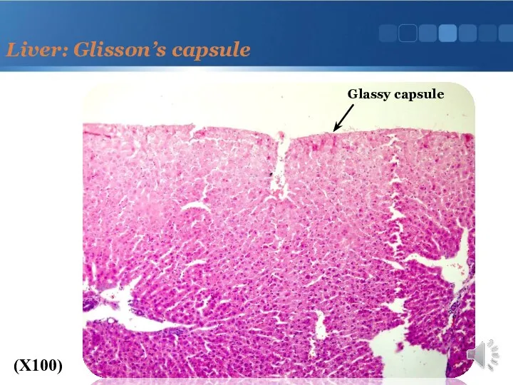 Liver: Glisson’s capsule (X100) Glassy capsule