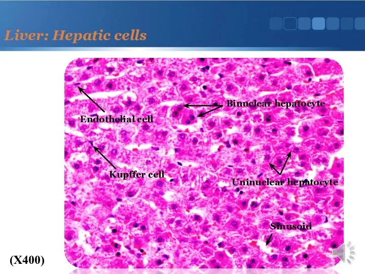 Liver: Hepatic cells (X400) Binuclear hepatocyte Sinusoid Uninuclear hepatocyte Kupffer cell Endothelial cell