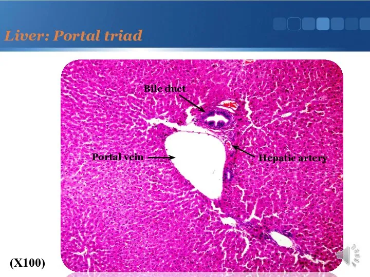 Liver: Portal triad (X100) Bile duct Portal vein Hepatic artery