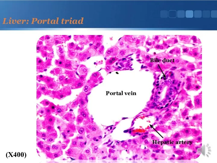 Liver: Portal triad (X400) Bile duct Portal vein Hepatic artery
