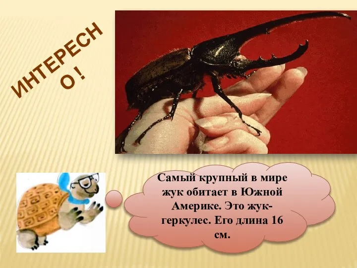 Самый крупный в мире жук обитает в Южной Америке. Это жук-геркулес. Его