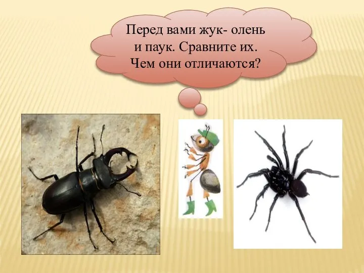 Перед вами жук- олень и паук. Сравните их. Чем они отличаются?