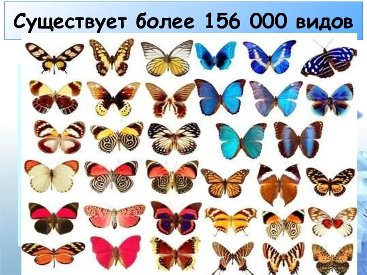 Существует более 156 000 видов