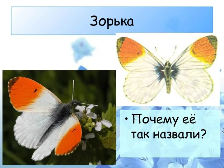 Зорька Почему её так назвали?