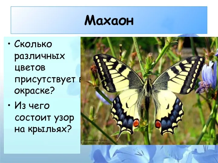 Махаон Сколько различных цветов присутствует в окраске? Из чего состоит узор на крыльях?