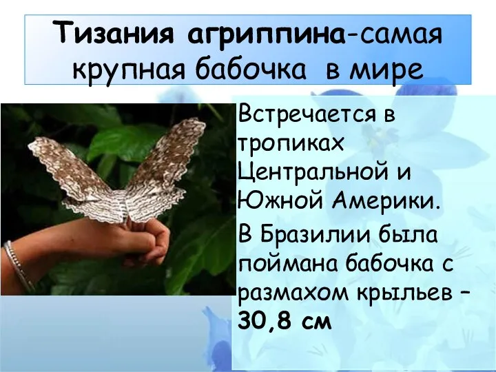 Тизания агриппина-самая крупная бабочка в мире Встречается в тропиках Центральной и Южной