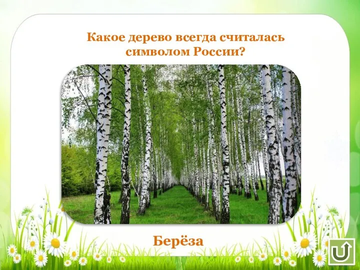 Какое дерево всегда считалась символом России? Берёза
