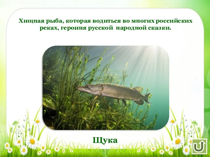Хищная рыба, которая водиться во многих российских реках, героиня русской народной сказки. Щука