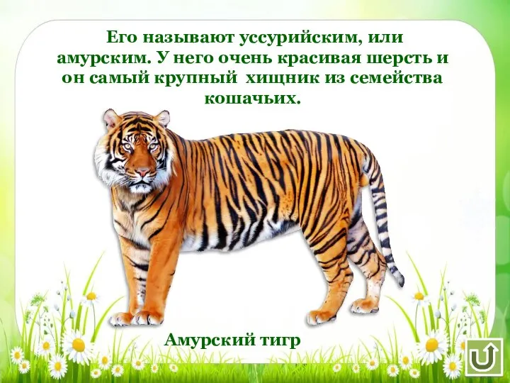 Его называют уссурийским, или амурским. У него очень красивая шерсть и он