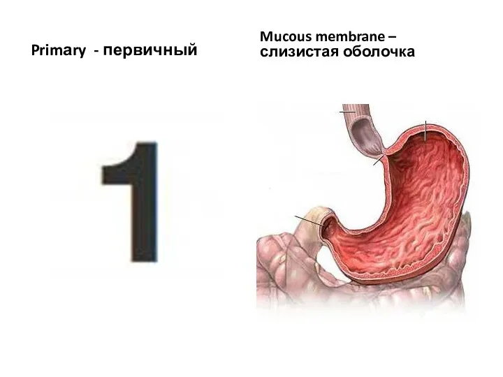 Primаry - первичный Mucous membrane – слизистая оболочка