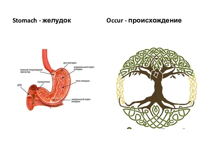 Stomach - желудок Occur - происхождение