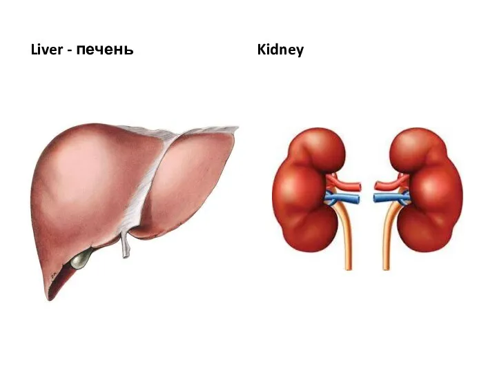 Liver - печень Kidney