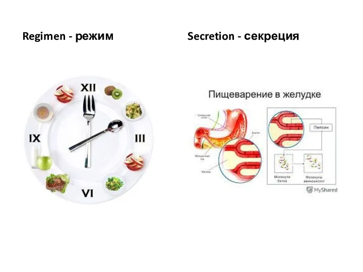 Regimen - режим Secretion - секреция