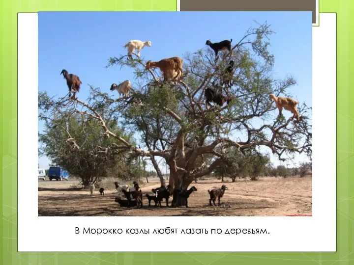 В Морокко козлы любят лазать по деревьям.