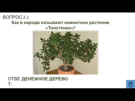 ВОПРОС 2.1 Как в народе называют комнатное растение «Толстянка»? ОТВЕТ: ДЕНЕЖНОЕ ДЕРЕВО