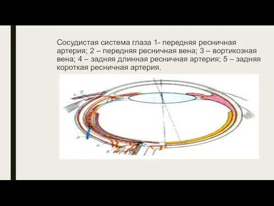 Сосудистая система глаза 1- передняя ресничная артерия; 2 – передняя ресничная вена;