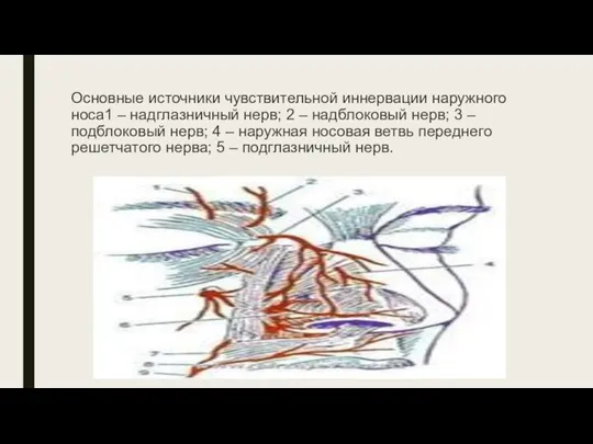 Основные источники чувствительной иннервации наружного носа1 – надглазничный нерв; 2 – надблоковый