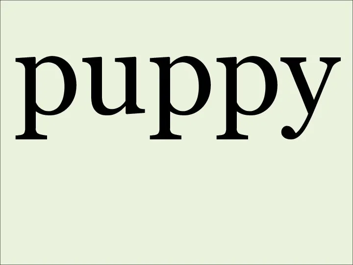 puppy