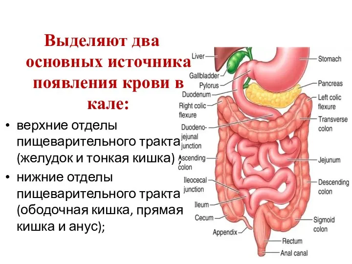 Выделяют два основных источника появления крови в кале: верхние отделы пищеварительного тракта