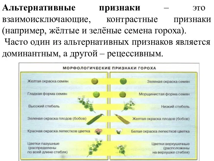 Альтернативные признаки – это взаимоисключающие, контрастные признаки (например, жёлтые и зелёные семена