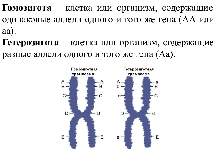 Гомозигота – клетка или организм, содержащие одинаковые аллели одного и того же