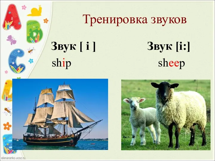 Тренировка звуков Звук [ i ] Звук [i:] ship sheep