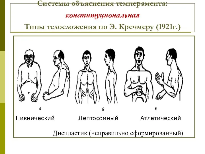 Системы объяснения темперамента: конституциональная Типы телосложения по Э. Кречмеру (1921г.) Пикнический Лептосомный Атлетический Диспластик (неправильно сформированный)